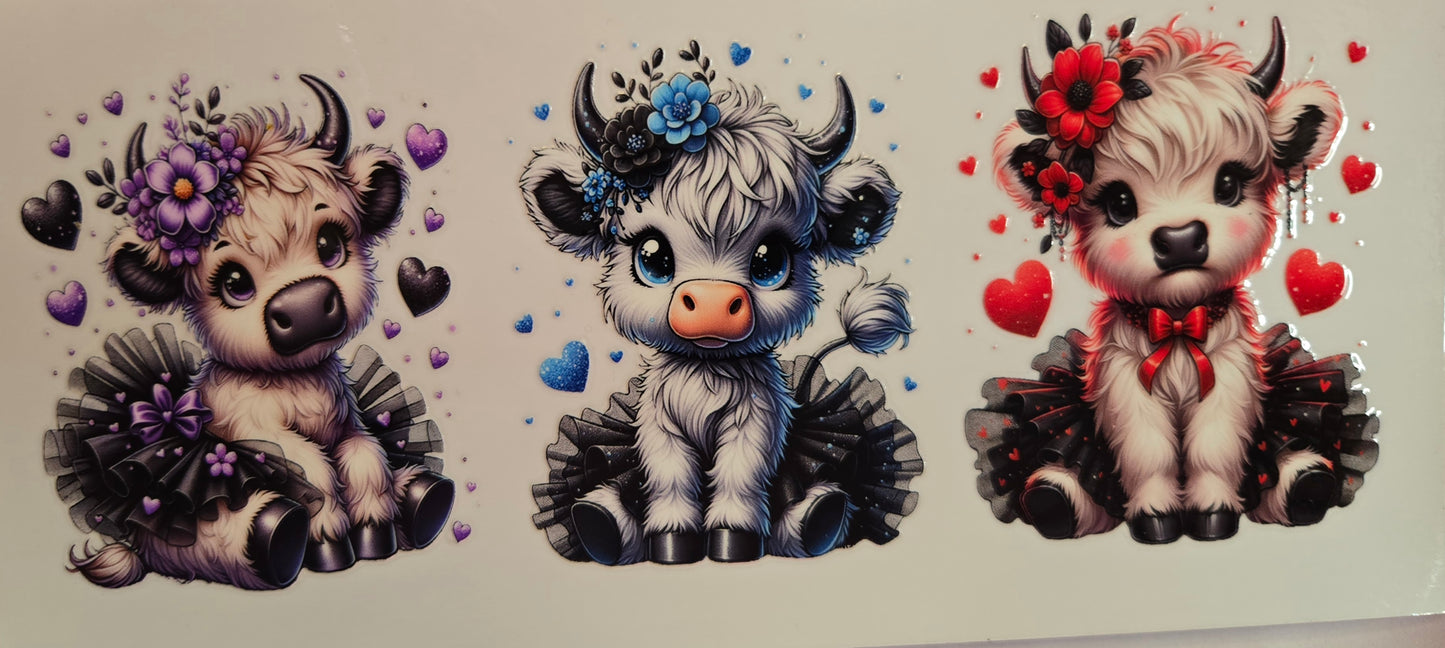 Cows Highland