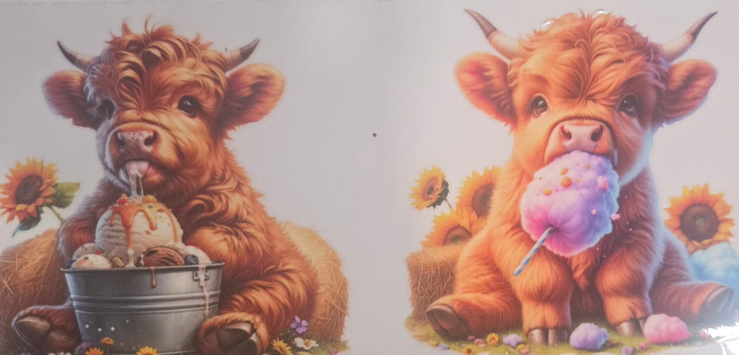 Cows Highland