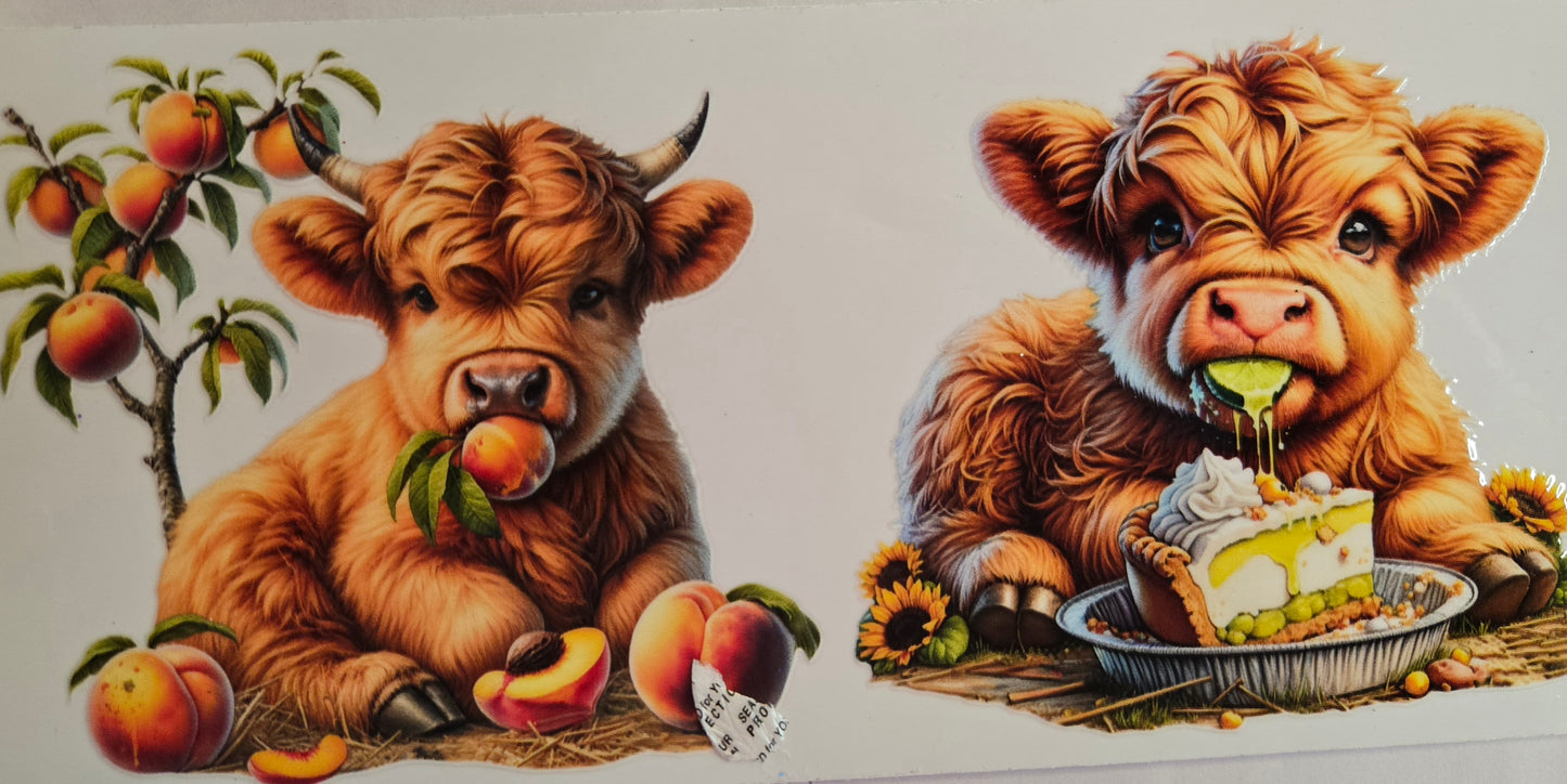 Cows Highland