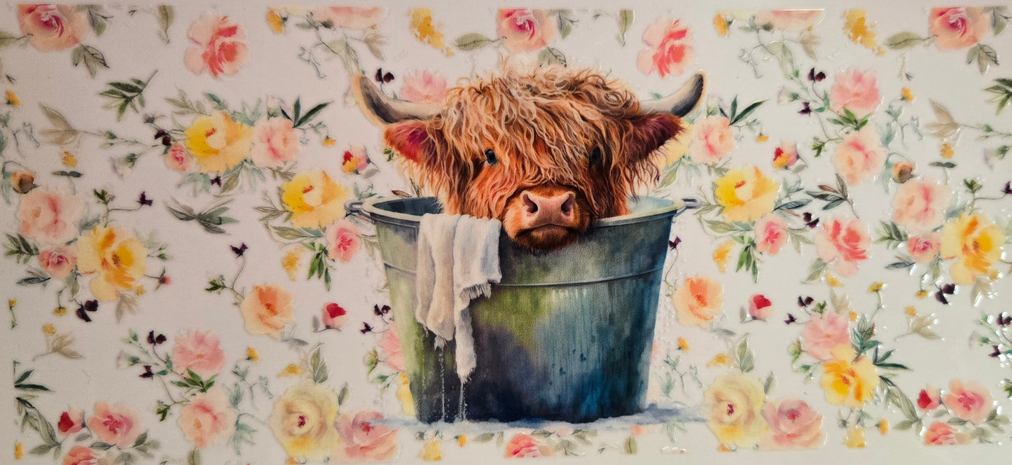 Cows Highland