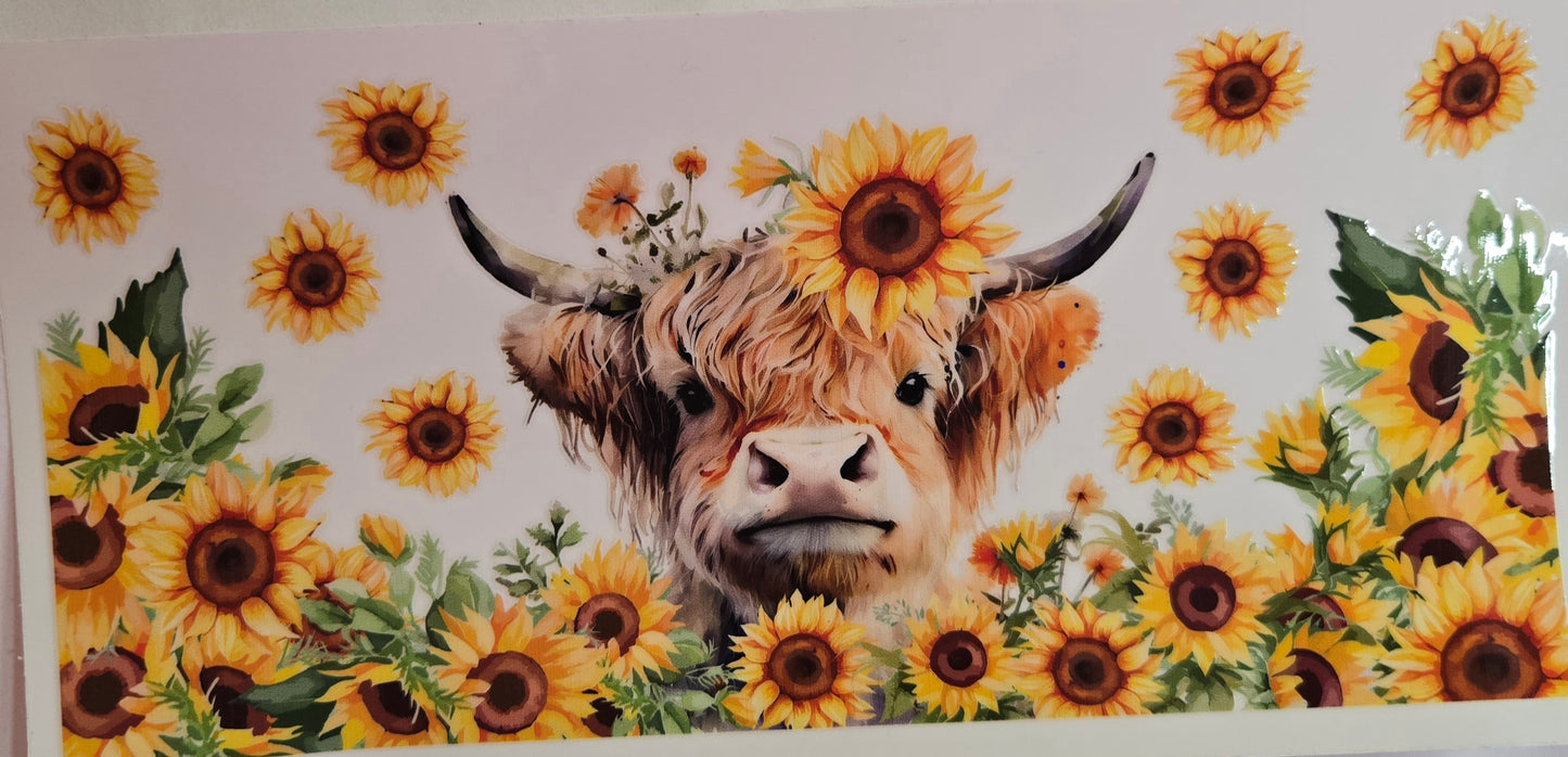 Cows Highland