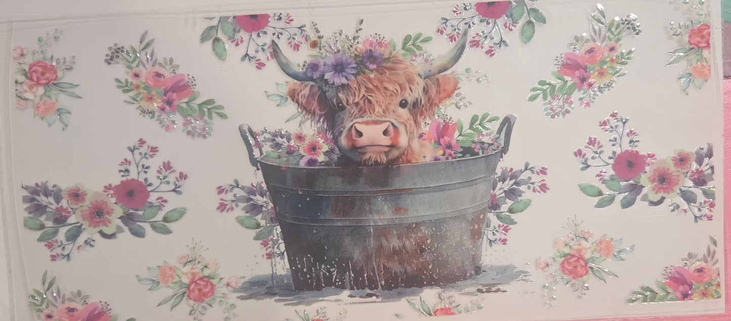 Cows Highland