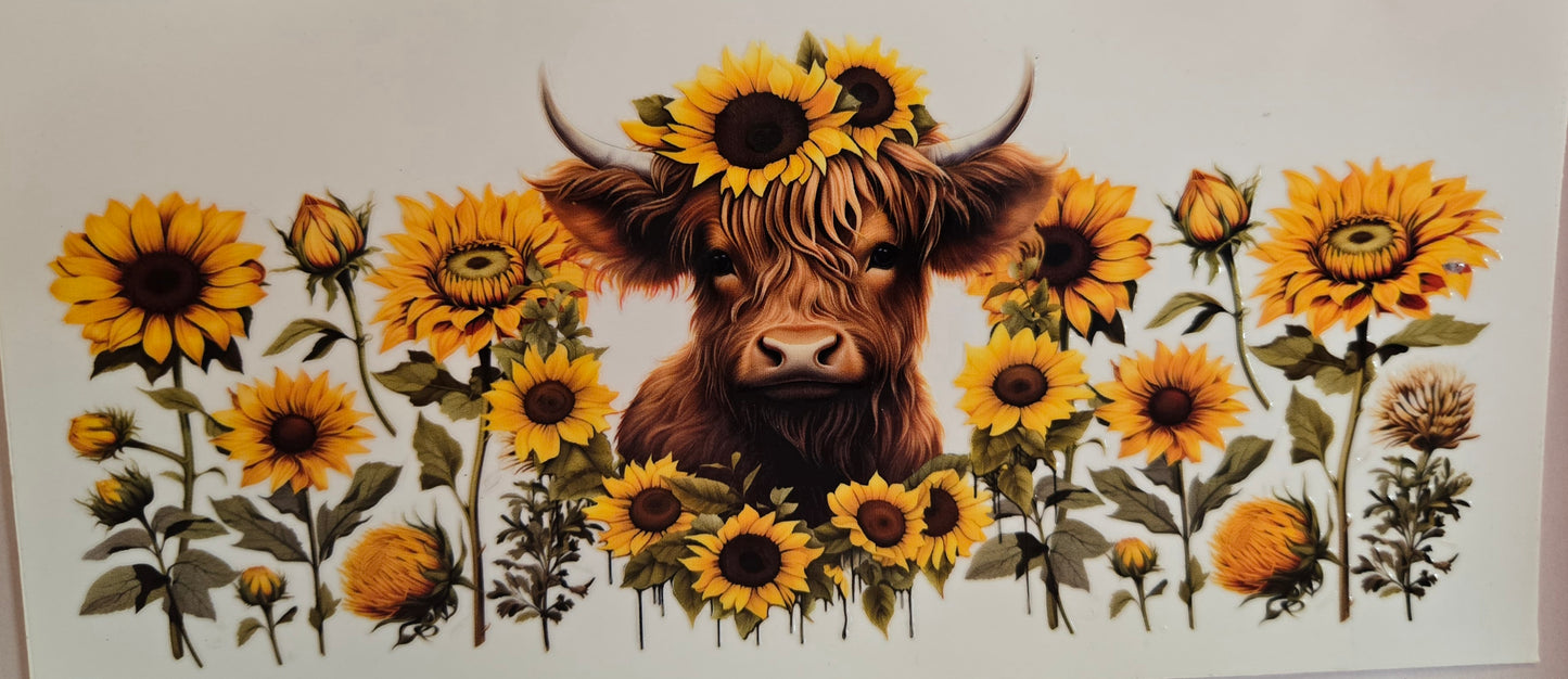 Cows Highland