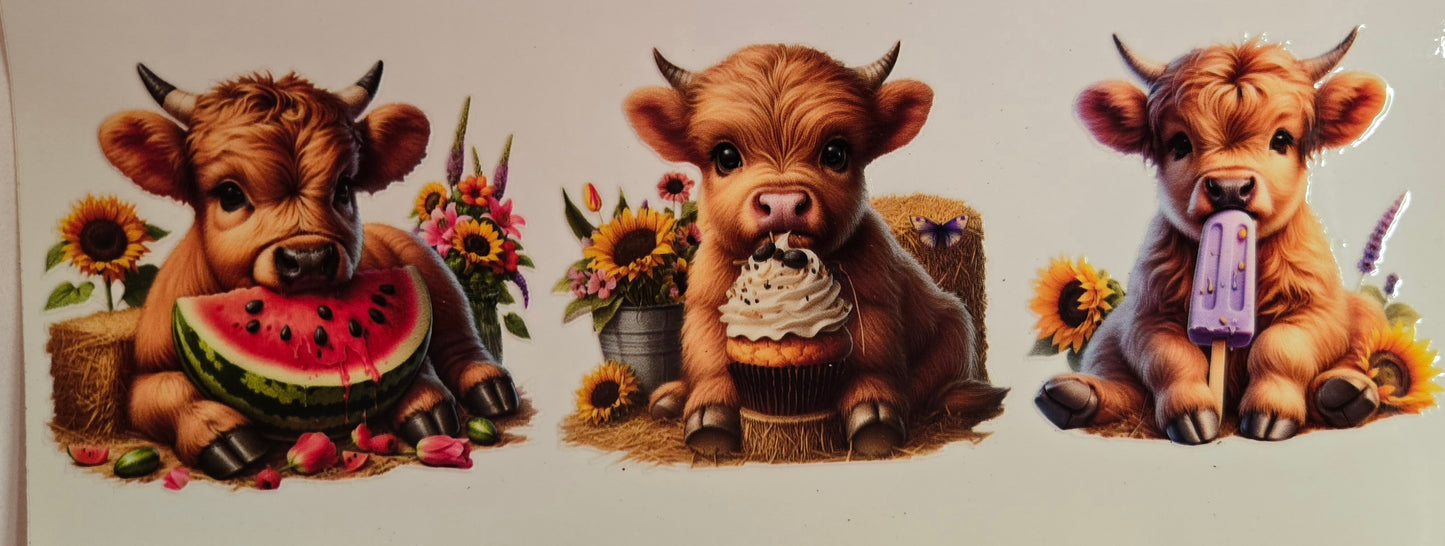 Cows Highland