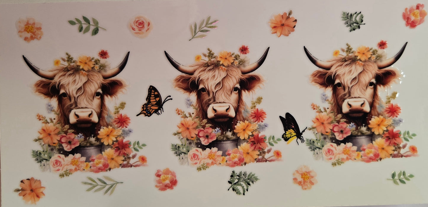 Cows Highland