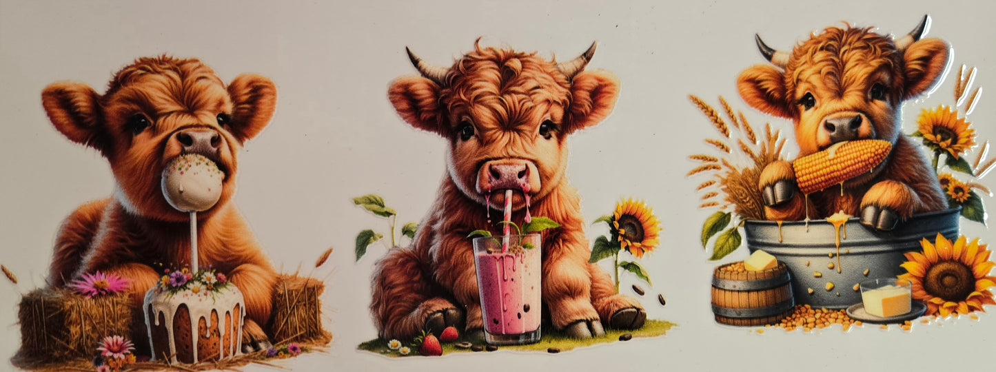 Cows Highland