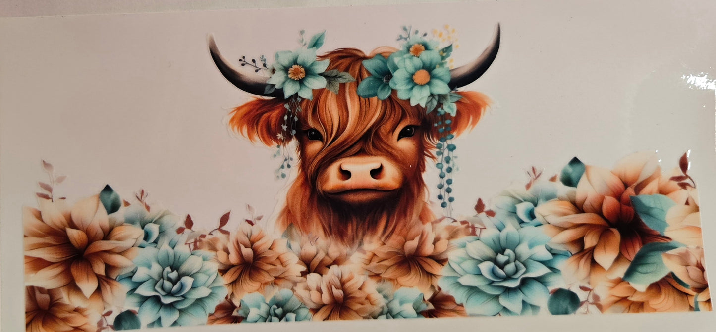 Cows Highland