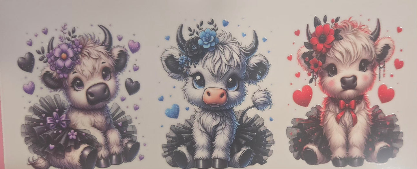 Cows Highland